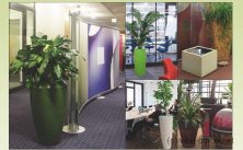 Pflanzen und Wasserobjekte im Büro